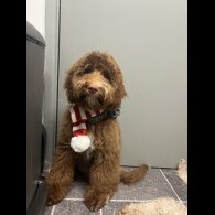 Goldendoodle - Both