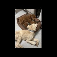 Goldendoodle - Both