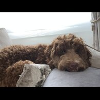 Goldendoodle - Both