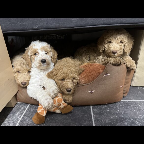 Goldendoodle - Both