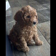 Cockapoo - Both