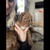 Cockapoo - Both