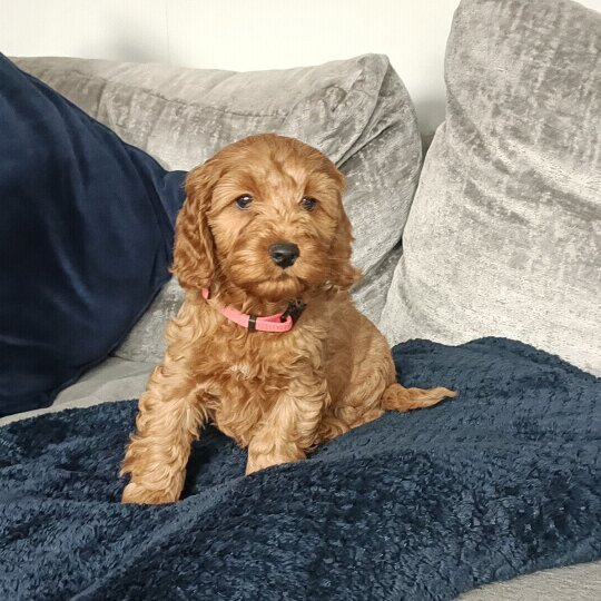 Cockapoo - Both