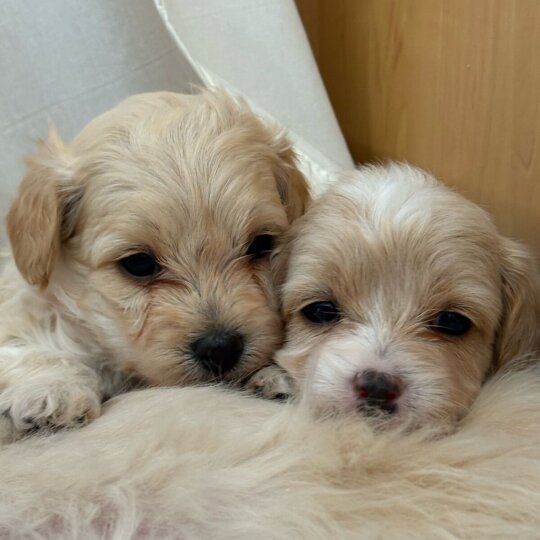 Maltipoo - Dogs