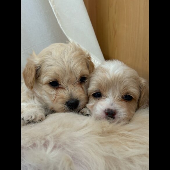 Maltipoo - Dogs