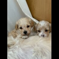 Maltipoo - Dogs