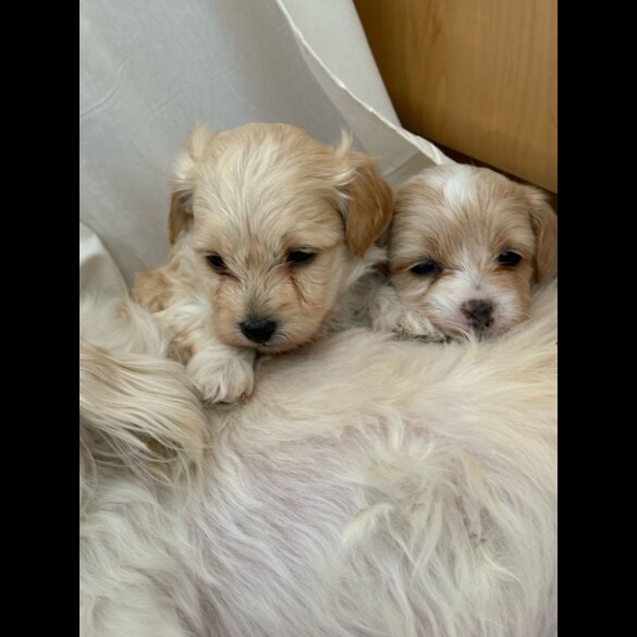 Maltipoo - Dogs