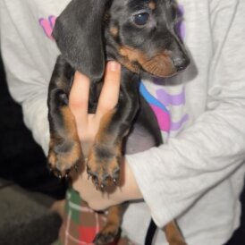 Dachshund (Standard &amp; Miniature) - Dogs