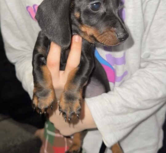 Dachshund (Standard &amp; Miniature)