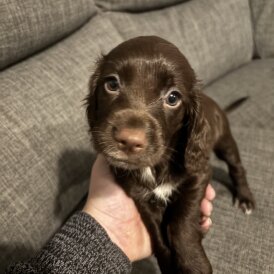 Sprocker Spaniel - Both