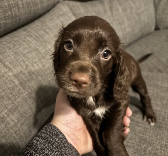 Sprocker Spaniel