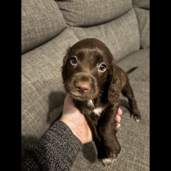 Sprocker Spaniel - Both