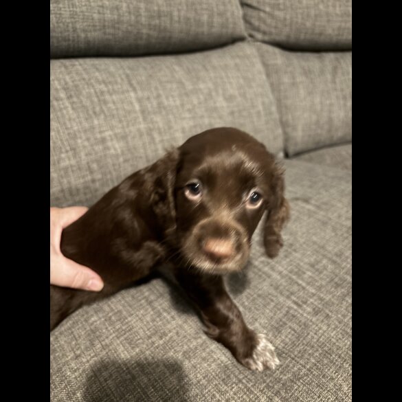 Sprocker Spaniel - Both