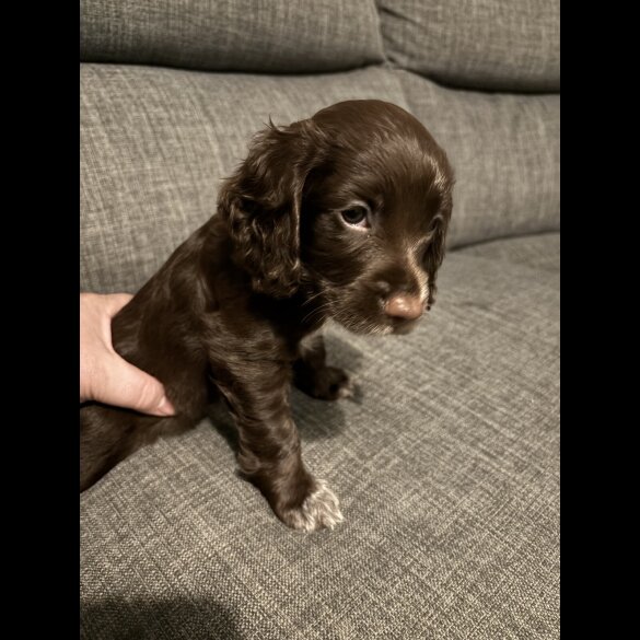 Sprocker Spaniel - Both