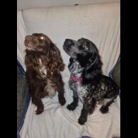 Sprocker Spaniel - Both