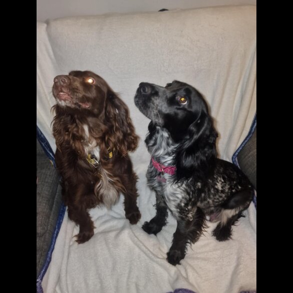 Sprocker Spaniel - Both