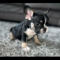 French Bulldog - Dogs