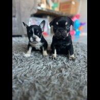 French Bulldog - Dogs