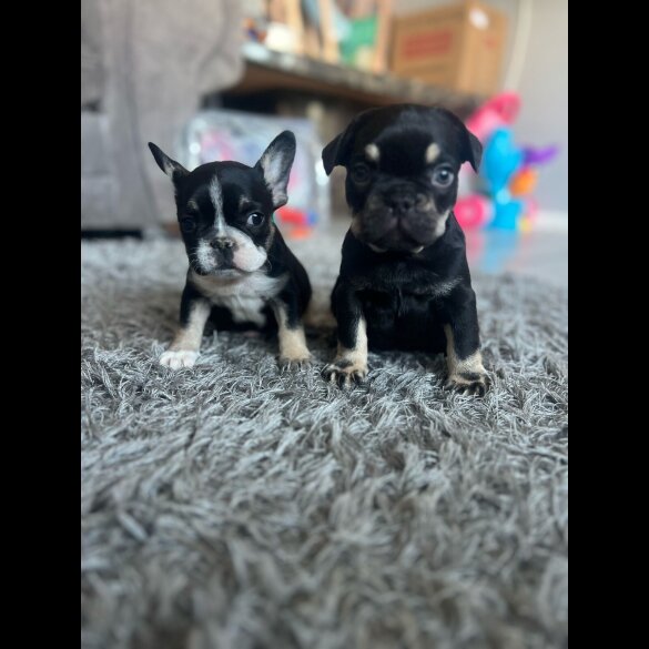 French Bulldog - Dogs