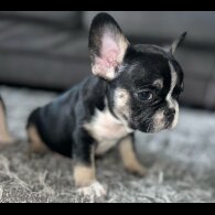 French Bulldog - Dogs