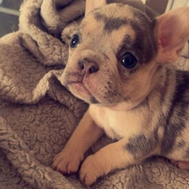 French Bulldog - Both