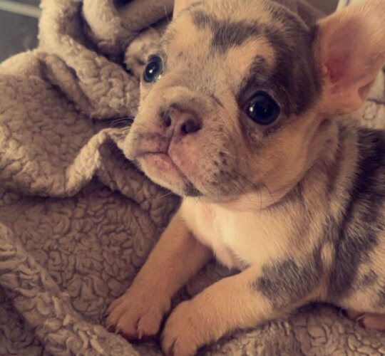 French Bulldog