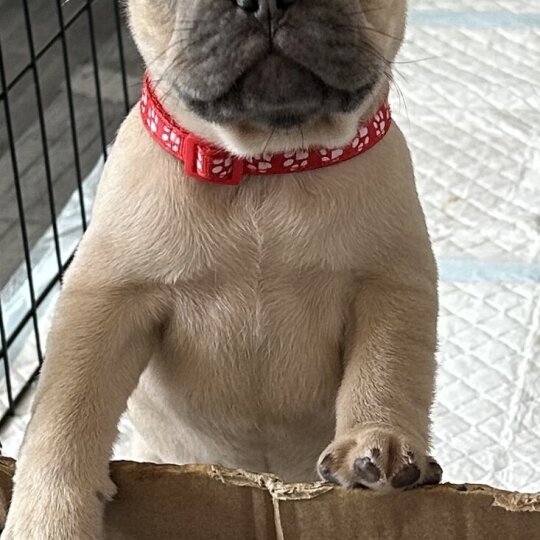 French Bulldog - Both