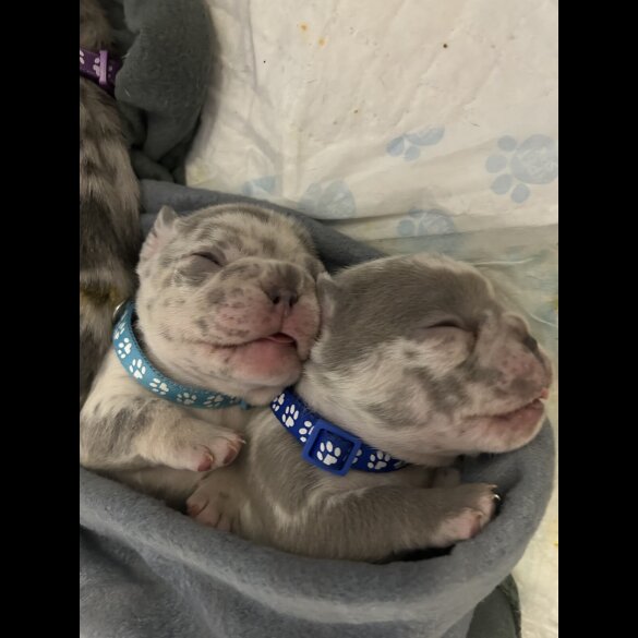 French Bulldog - Both