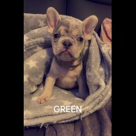 French Bulldog - Both