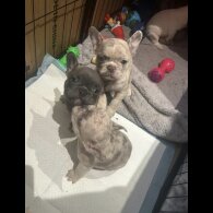 French Bulldog - Both