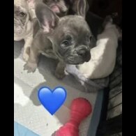 French Bulldog - Both