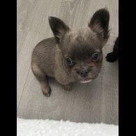 French Bulldog - Both