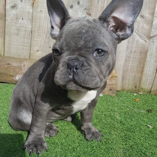 French Bulldog - Bitches