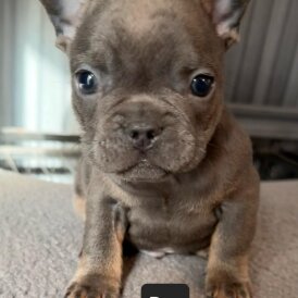 French Bulldog - Both