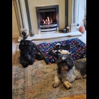 Shih Tzu - Both