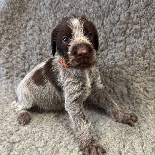 German Pointer - Both