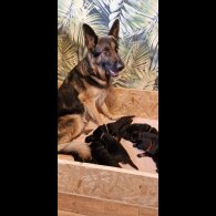 German Shepherd (Alsatian) - Both