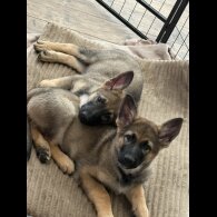 German Shepherd (Alsatian) - Both