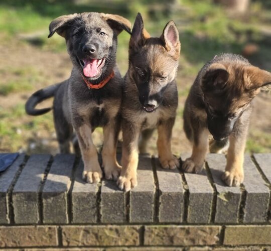 German Shepherd (Alsatian)