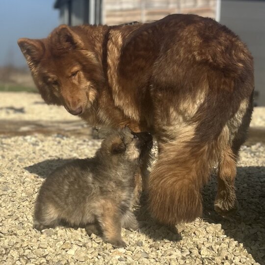 German Shepherd (Alsatian) - Both