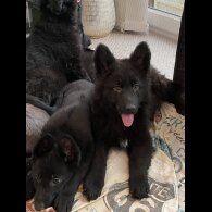 German Shepherd (Alsatian) - Both