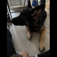 German Shepherd (Alsatian) - Both