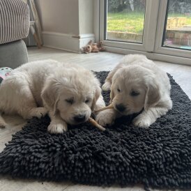 Golden Retriever - Dogs