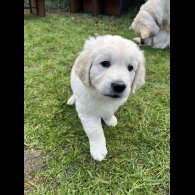 Golden Retriever - Dogs