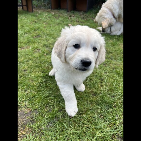 Golden Retriever - Dogs