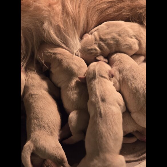 Golden Retriever - Both