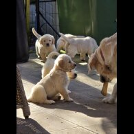 Golden Retriever - Both