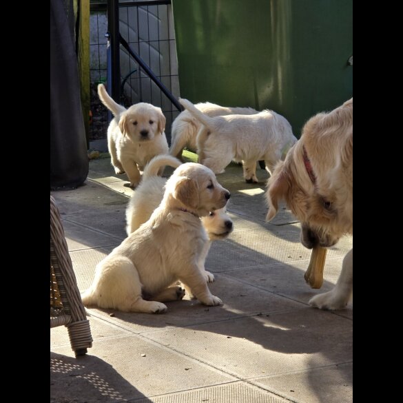 Golden Retriever - Both