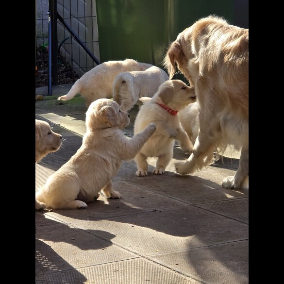 Golden Retriever - Both