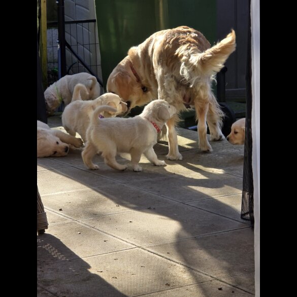 Golden Retriever - Both